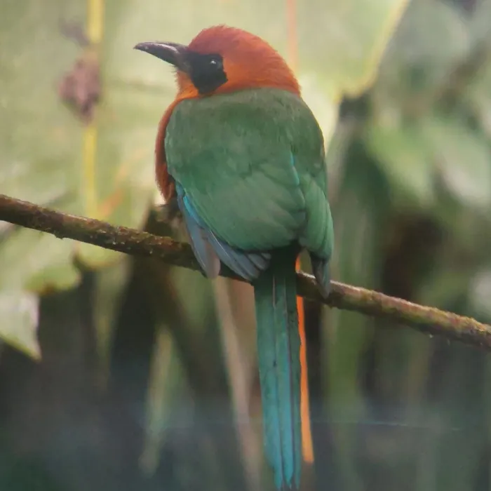 Waargenomen Rosse motmot