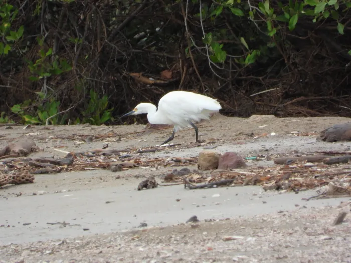 Spotted Snowy Egret