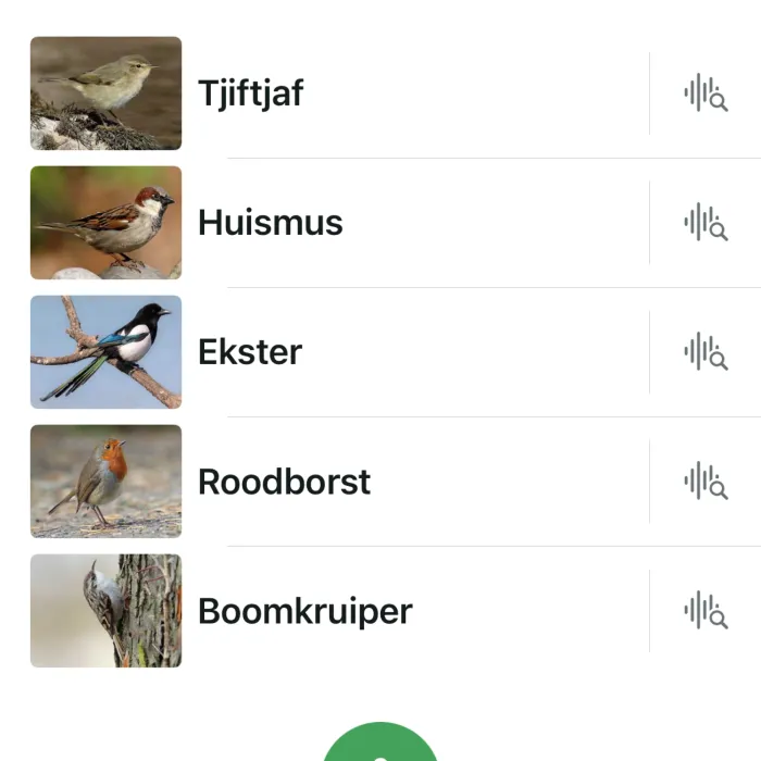Gespotte Amerikaanse boomkruiper