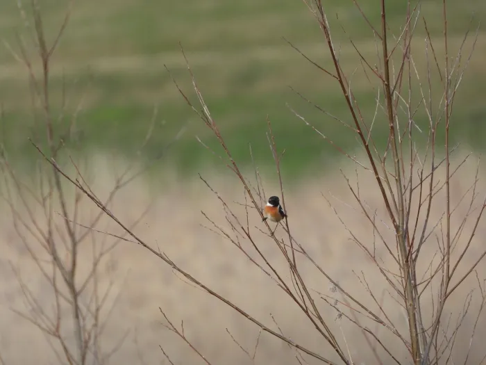 Spotted European Stonechat