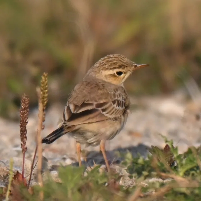 Spotted Tawny Pipit