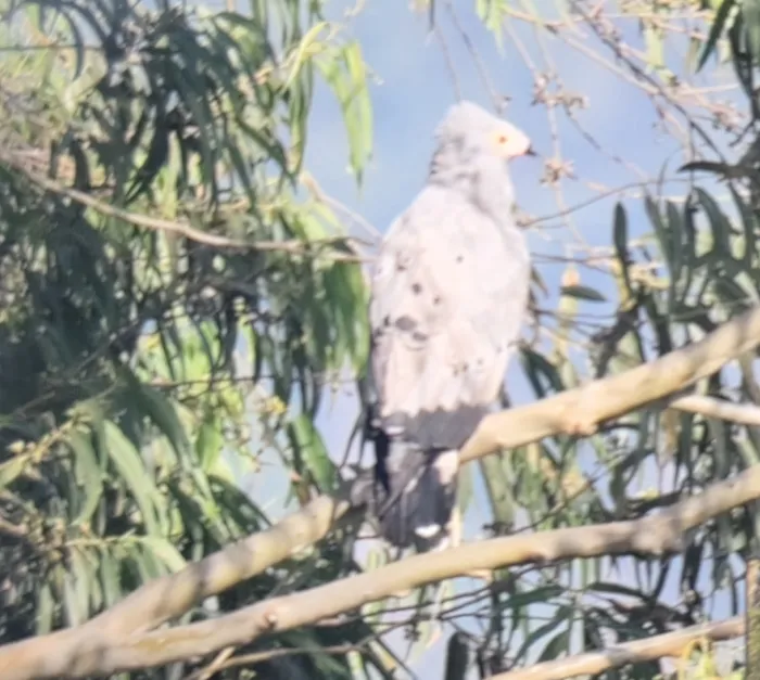 Spotted African Harrier-Hawk