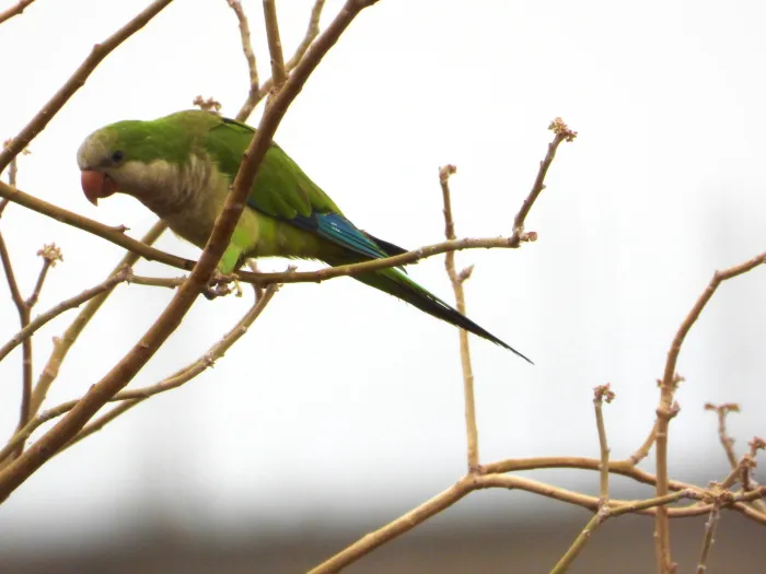 Spotted Monk Parakeet