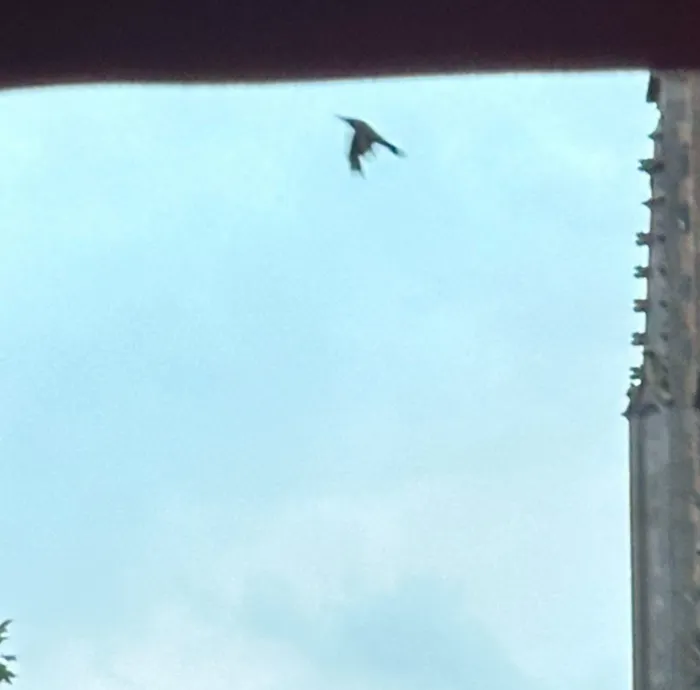 Spotted Carrion Crow