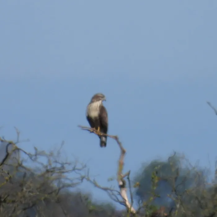 Waargenomen Buizerd