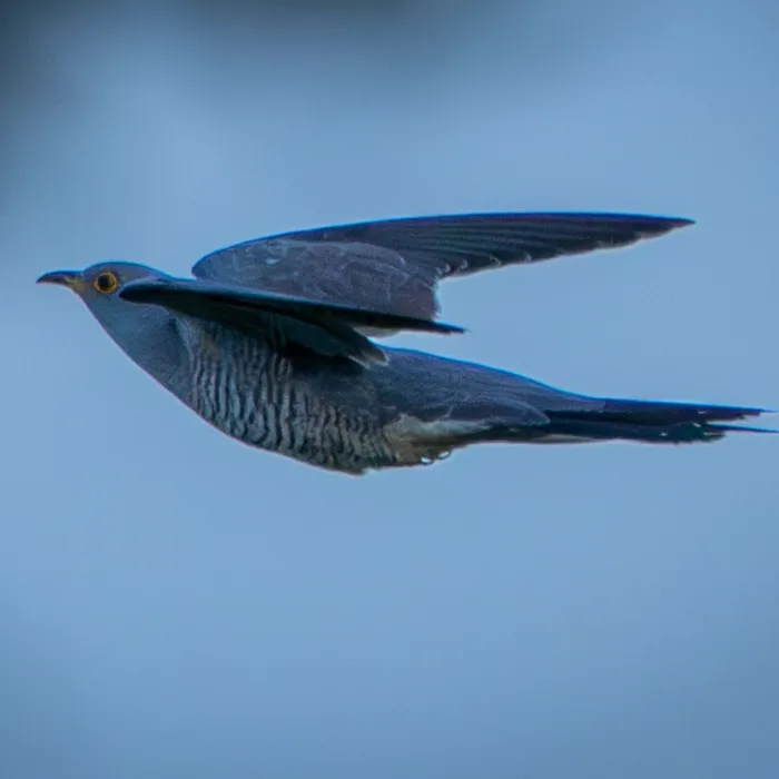 Spotted Common Cuckoo