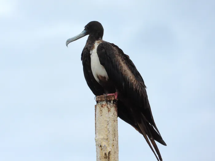 Waargenomen Amerikaanse fregatvogel
