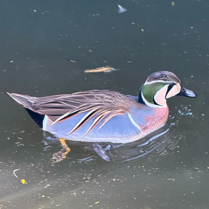 Spotted Baikal Teal