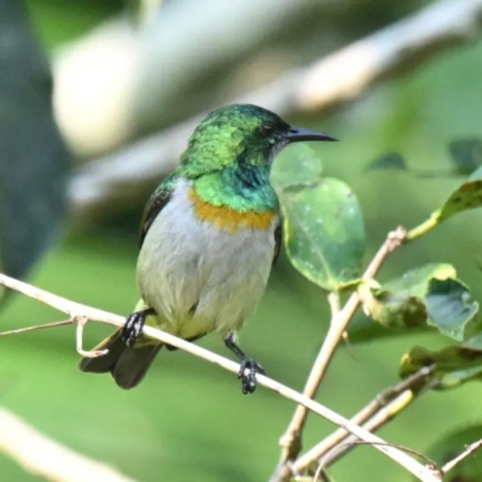 Spotted Gray-chinned Sunbird