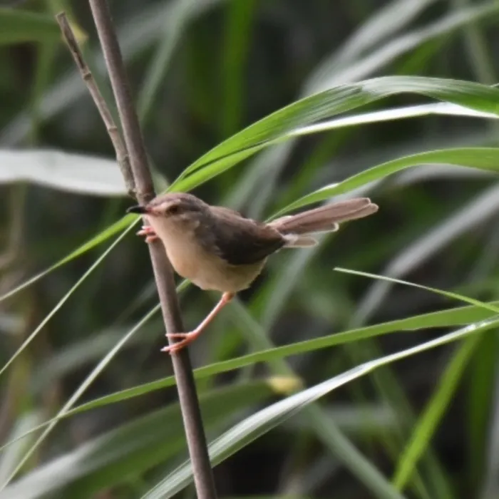 Spotted Plain Prinia