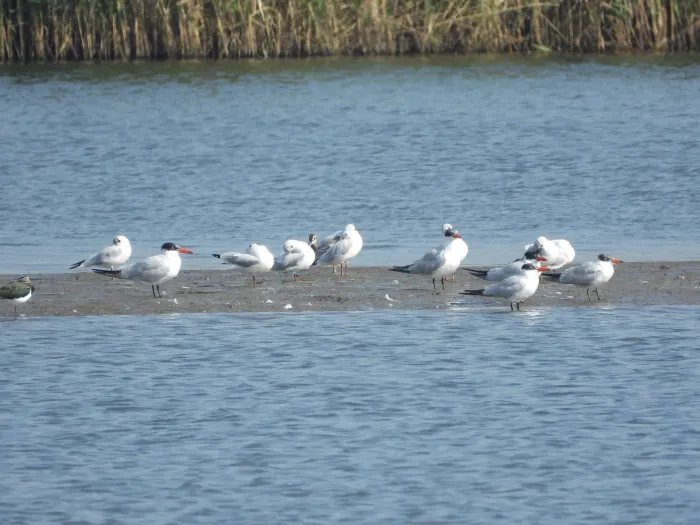 Spotted Caspian Tern