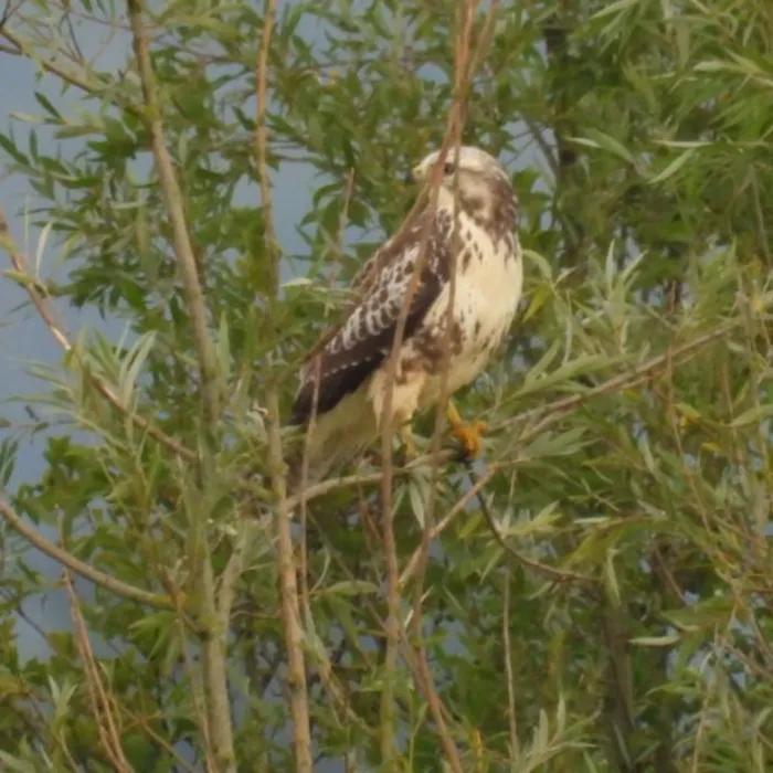 Waargenomen Buizerd