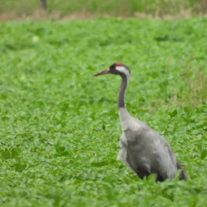 Waargenomen Kraanvogel