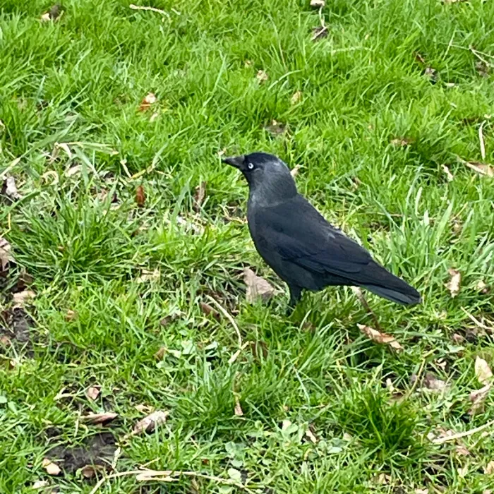 Eurasian Jackdaw