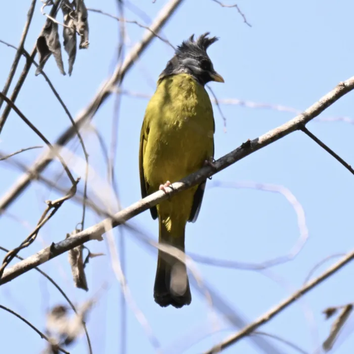 Gespotte Gekuifde vinkbuulbuul