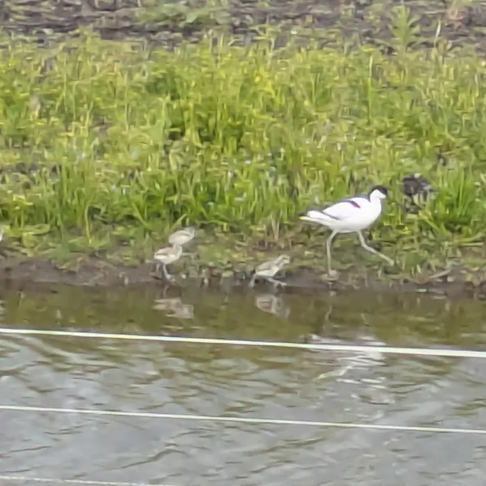 Spotted Pied Avocet