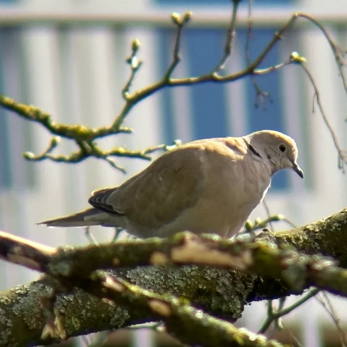 Spotted Eurasian Collared-Dove