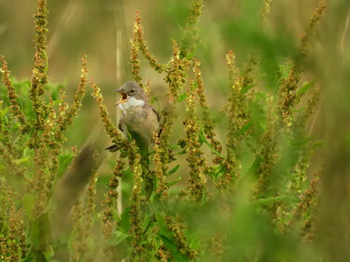 Spotted Greater Whitethroat