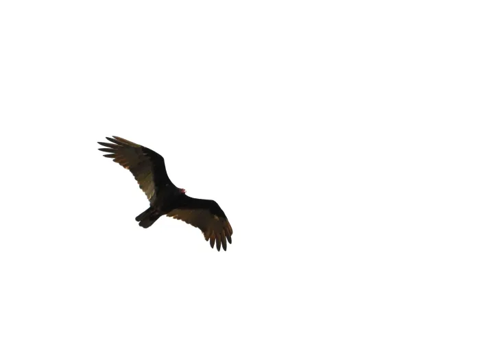 Spotted Turkey Vulture