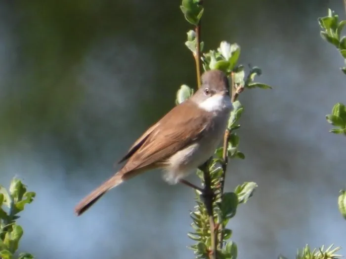 Greater Whitethroat