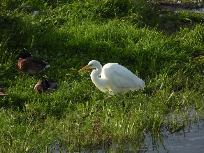 Waargenomen Grote zilverreiger