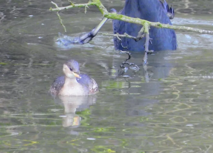 Spotted Little Grebe