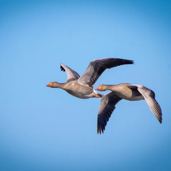 Gespotte Grauwe gans
