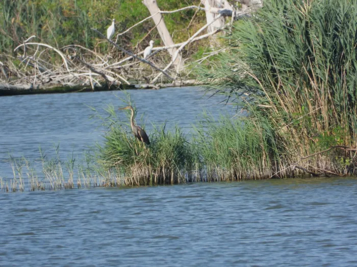 Waargenomen Purperreiger