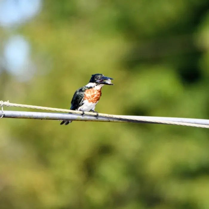 Gespotte Amazone-ijsvogel