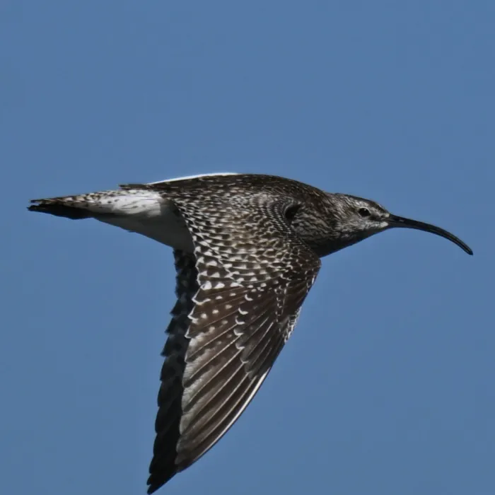 Whimbrel