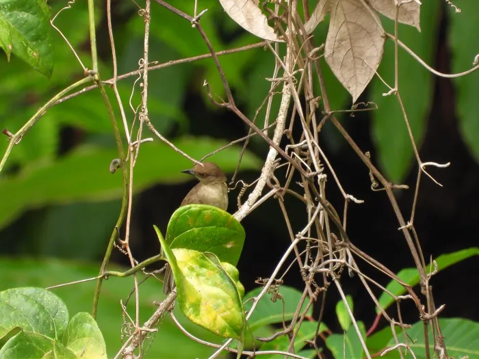 Gespotte Roodoogbuulbuul