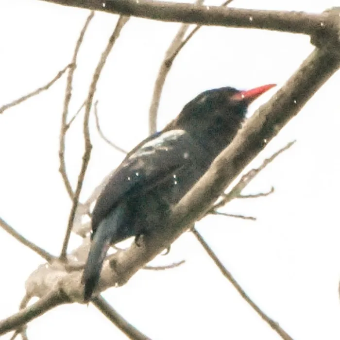 Spotted Black Nunbird
