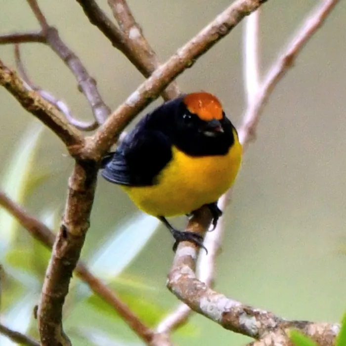 Gespotte Bruinkruinorganist