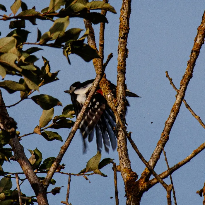 Great Spotted Woodpecker