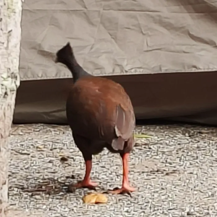 Spotted Orange-footed Megapode
