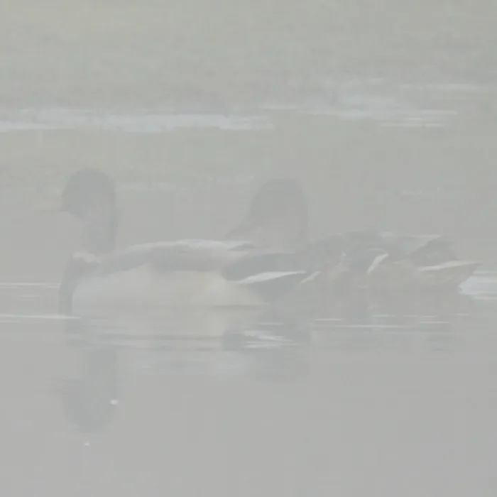 Spotted Mallard