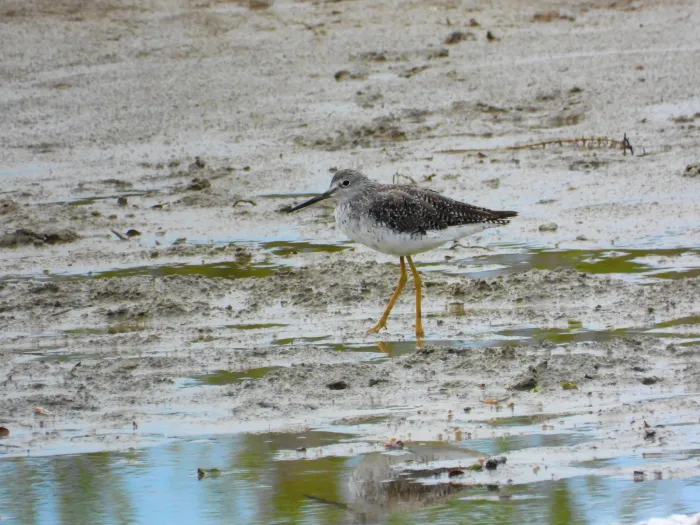 Spotted Greater Yellowlegs