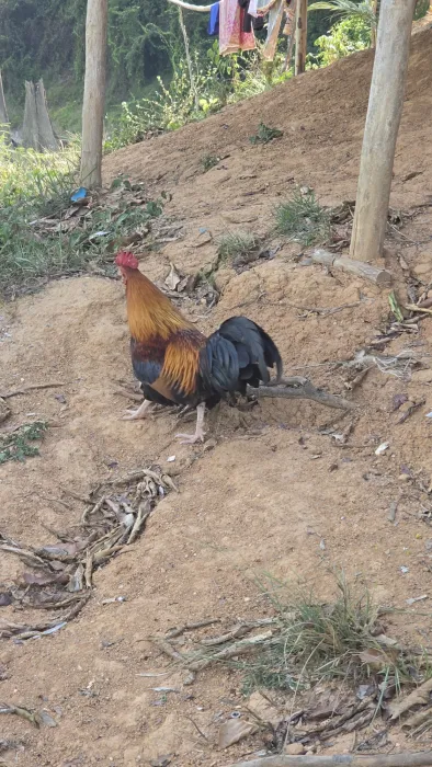 Gespotte Bankivahoen