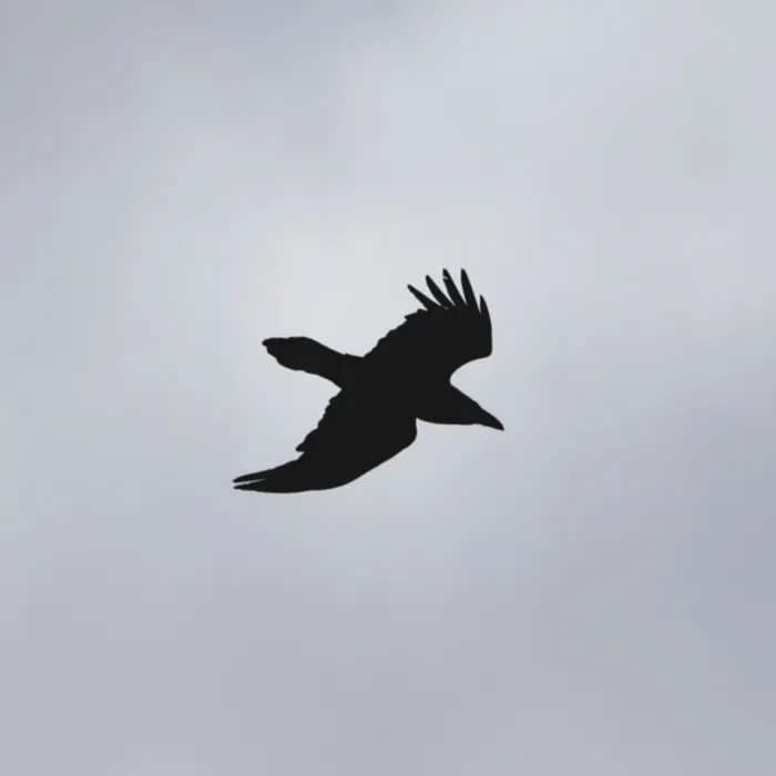 Spotted Common Raven