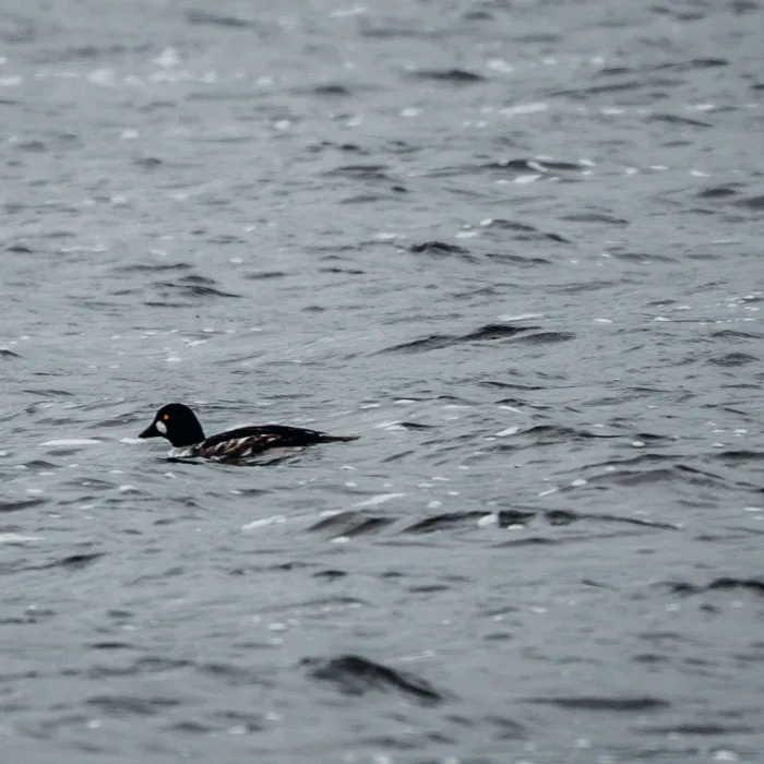 Spotted Common Goldeneye