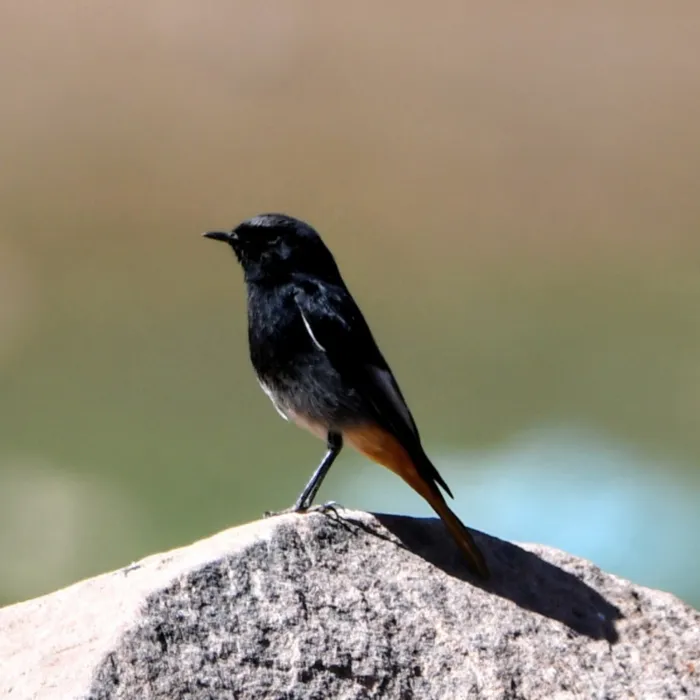 Gespotte Zwarte roodstaart