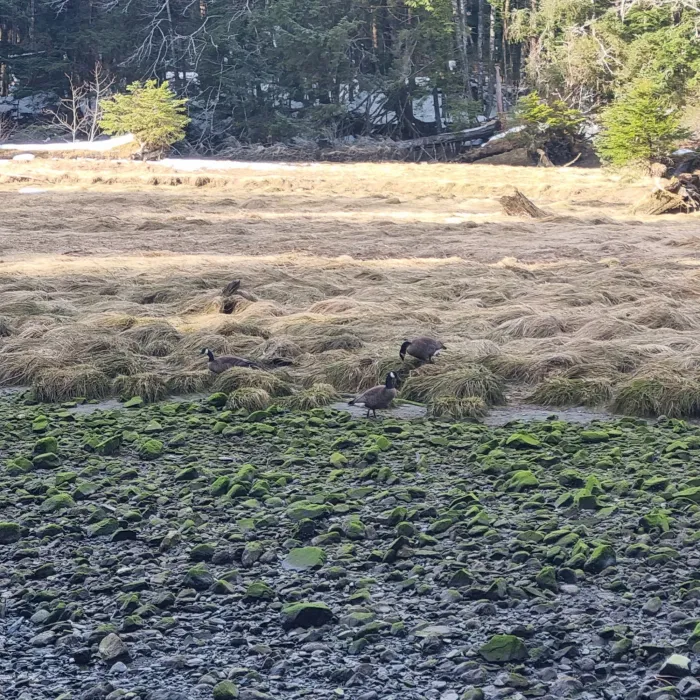 Spotted Canada Goose