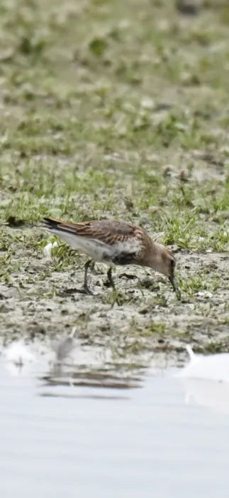Spotted Dunlin