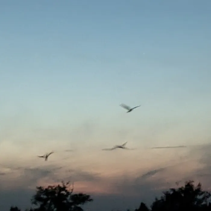 Gespotte Nachtzwaluw