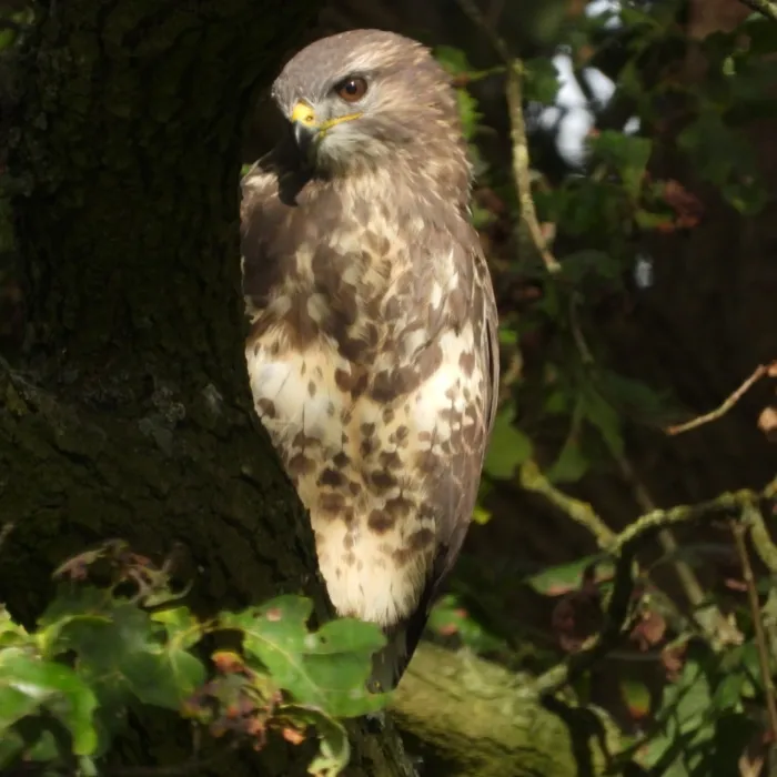 Waargenomen Buizerd