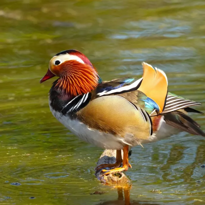 Spotted Mandarin Duck