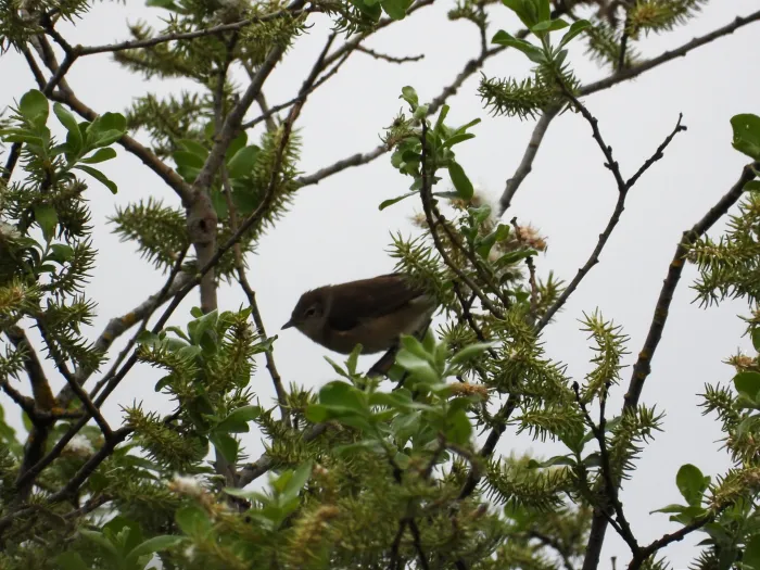 Spotted Garden Warbler