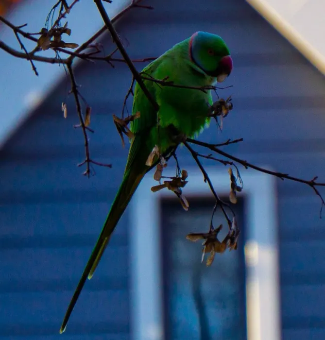 Spotted Alexandrine Parakeet