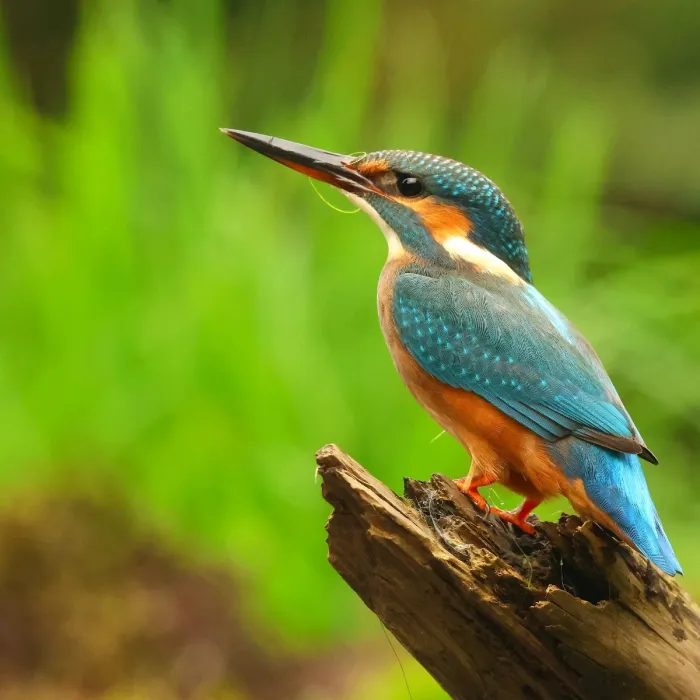 Spotted Common Kingfisher