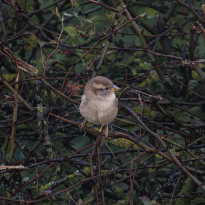 Spotted House Sparrow